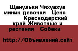 Щенульки Чихуахуа миник девочки › Цена ­ 10 000 - Краснодарский край Животные и растения » Собаки   